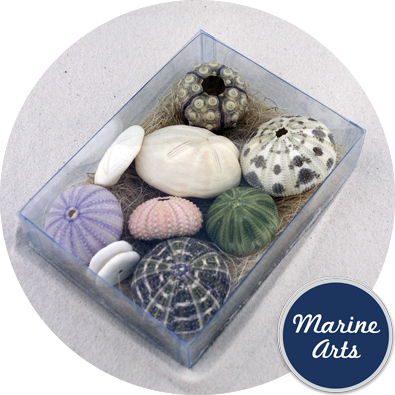 - Sea Urchin - Assorted Pack