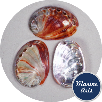 8205 - Polished Abalone - Red - 6-7.5cm