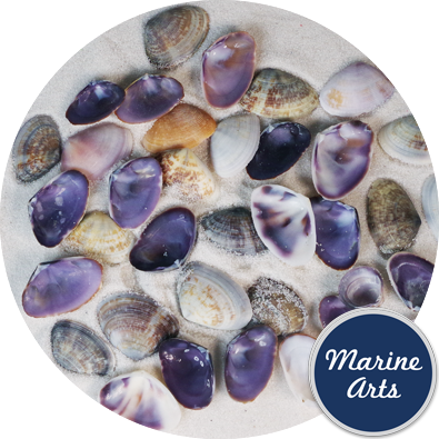 Mixed Purple / Pink / Striped Clam