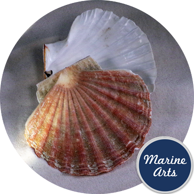 - Sea Washed - Scallop Shell Pair