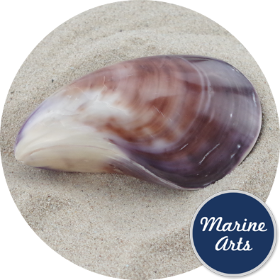 - Polished Twisted Clam Pair
