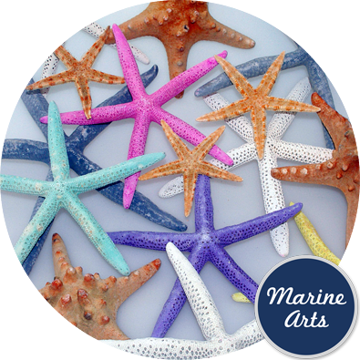 - Starfish Assorted Colours 7.5-20cm