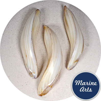 - Polished Banana Twist Mussels 10-12.5cm