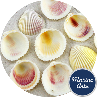 - Cockle Shells - 50 Pack