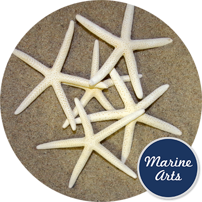 Starfish Bleached Medium 10-15cm
