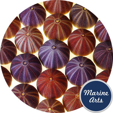 8251-P16 - Sea Urchin Cornish Carnival 8-10cm