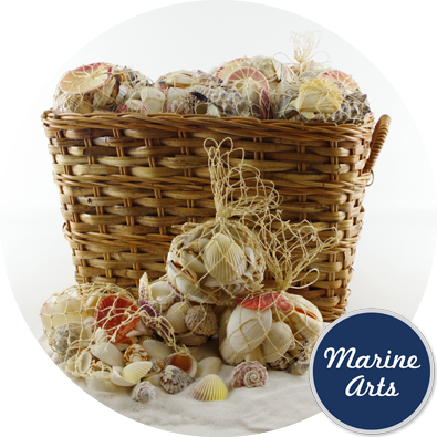 - Assorted Shells - Natural Fibre Net - 350g -30 Pack Basket