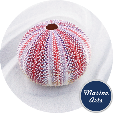 8479/75 - Sea Urchin Cornish Carnival 6-8cm