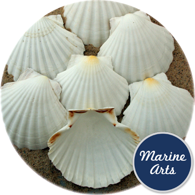 Atlantic Scallop Shells - Medium - 100 Shell Catering Pack, Marine Arts -  Wholesale Shells