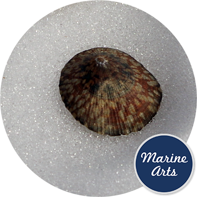 Limpet Shells Medium, Marine Arts - Wholesale Shells